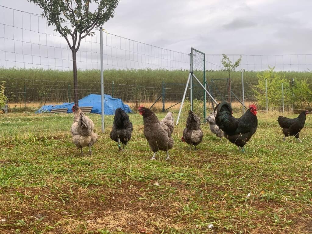 Australka modrá s lemy 🥚🐣 (násadová vejce i kuřátka)