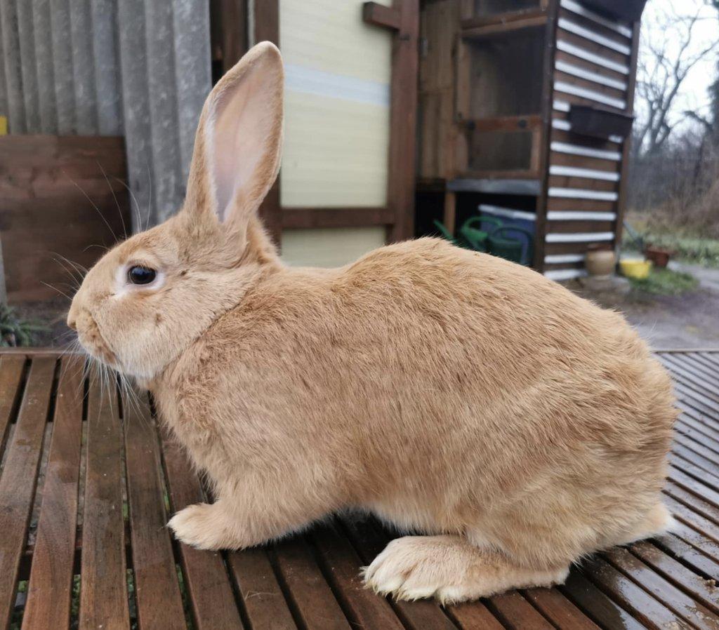 Burgundský králík