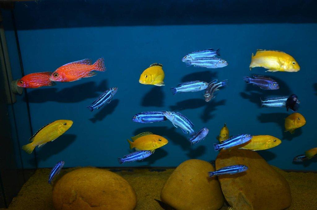 Tlamovci z jezera Malawi - nabídka odchovů