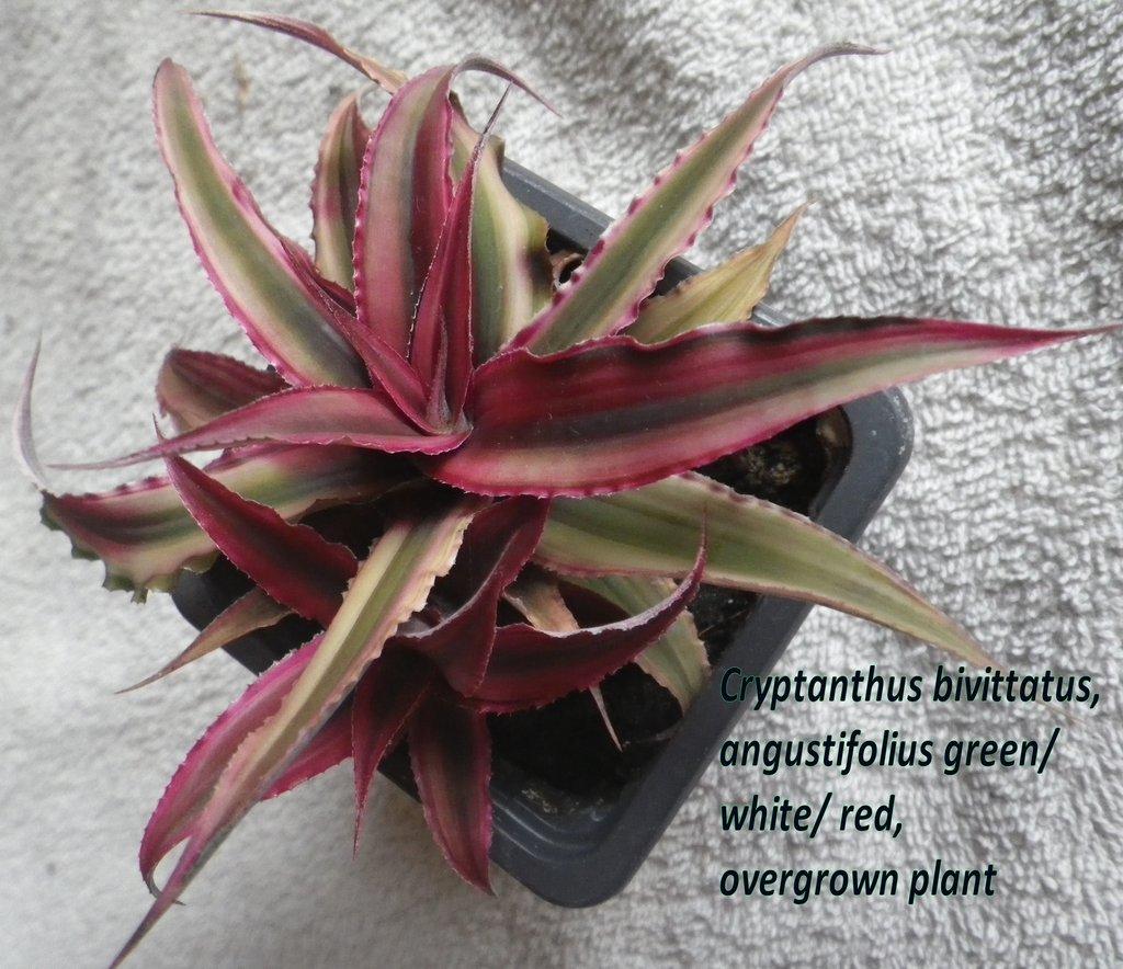 Terarijní bromélie Cryptanthus