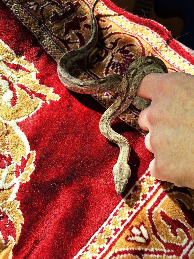 Dva samci Boa imperator, jeden z nich Leopard, NZ 2025