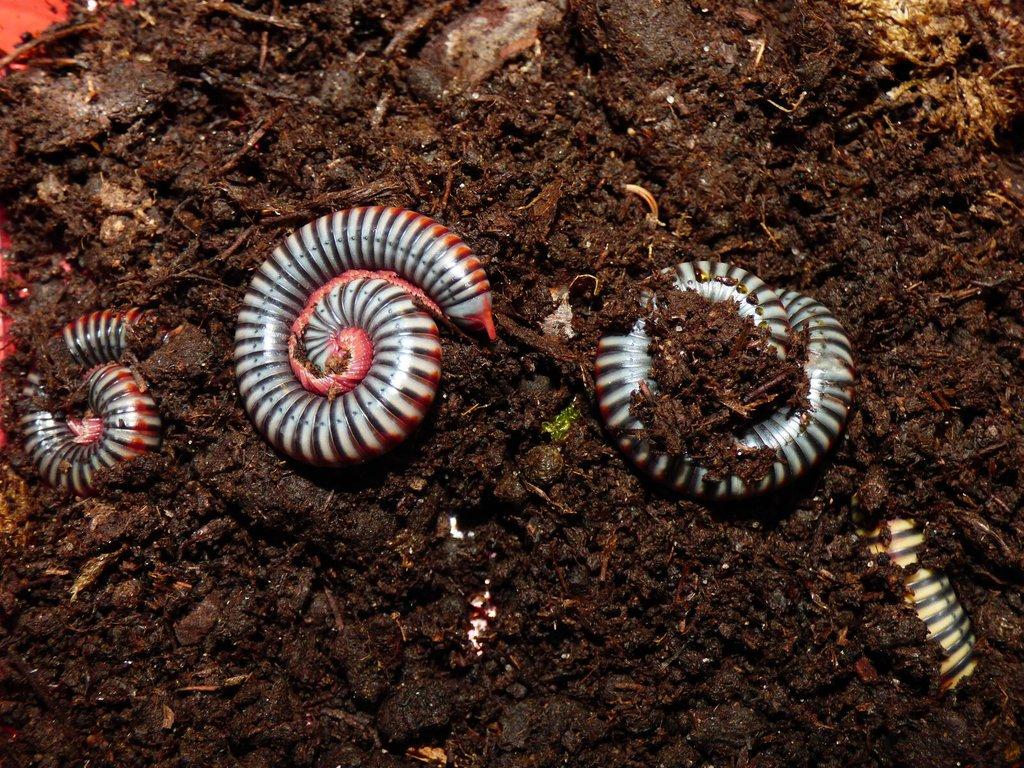 Mnohonožka Tonkibolus dolfusii