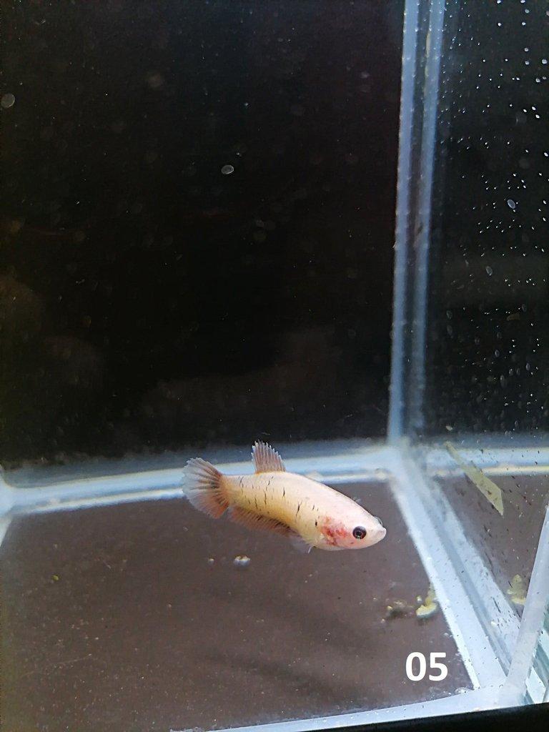 Betta Splendens - Samci