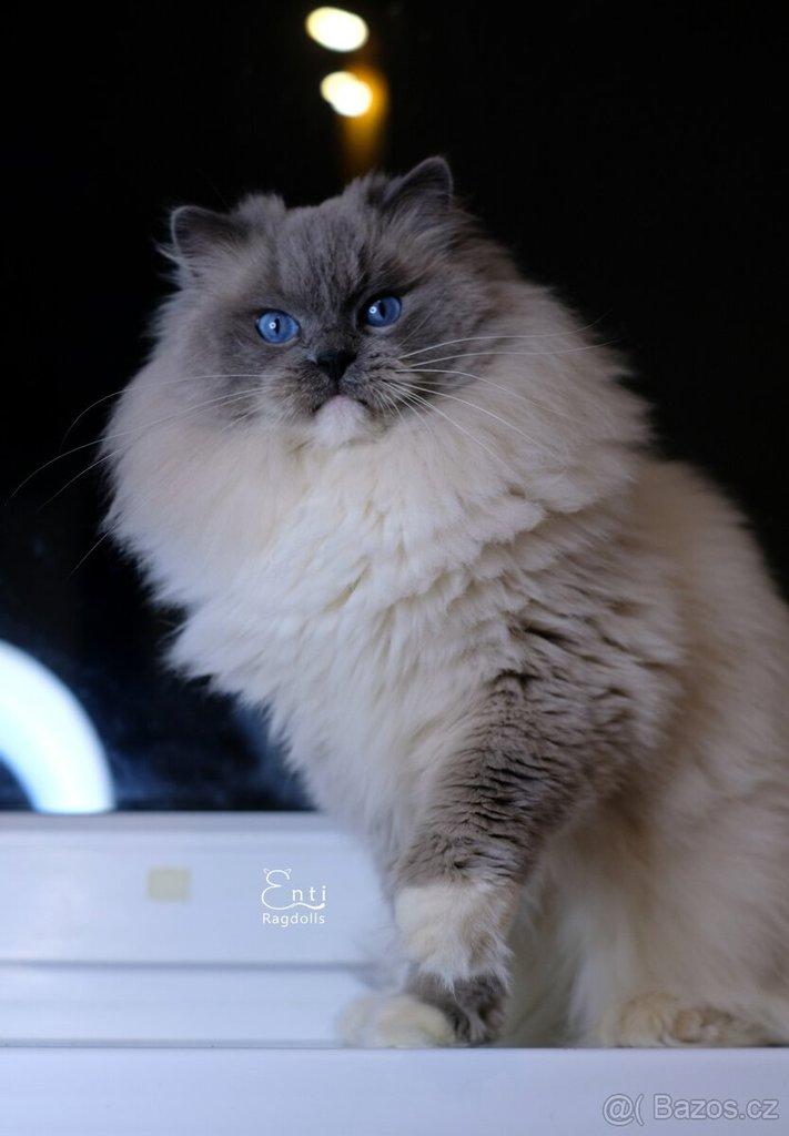 Ragdoll koťátko s PP (FIFE)