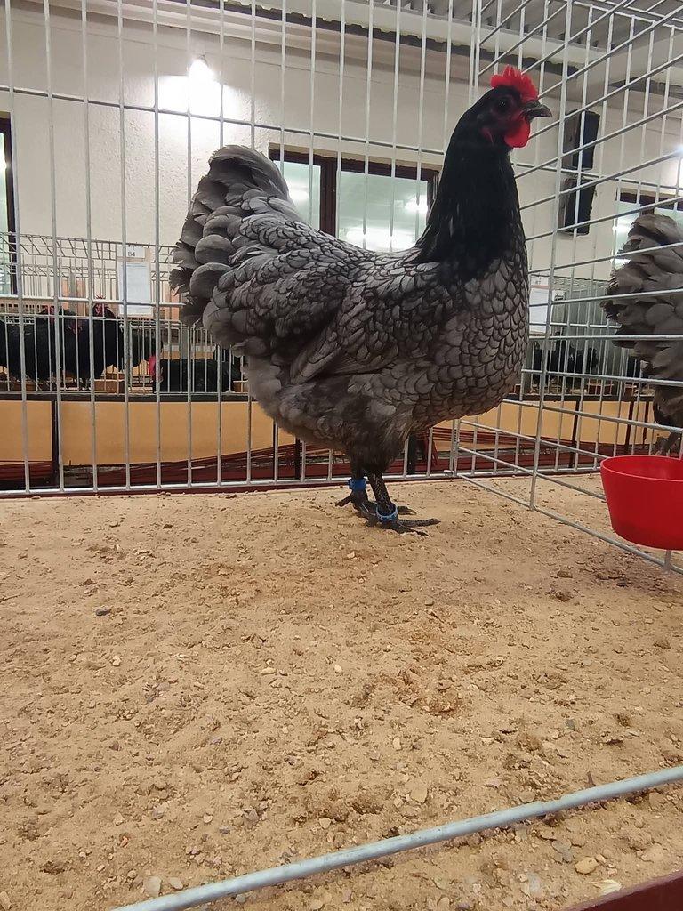 Násadová vejce Australky velké černé a modré s lemy