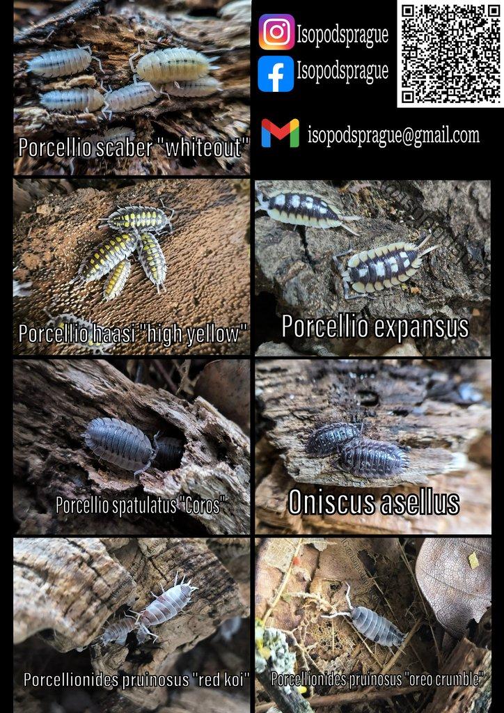 Isopody, stínky - nové druhy