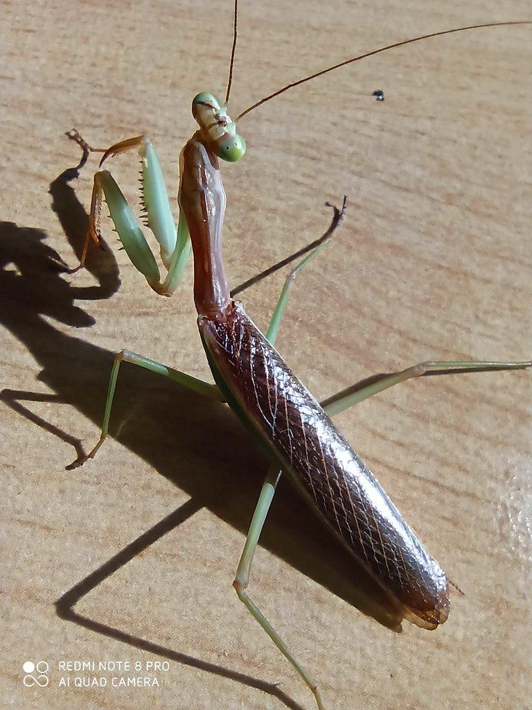 Tarachomantis sp.Madagaskar