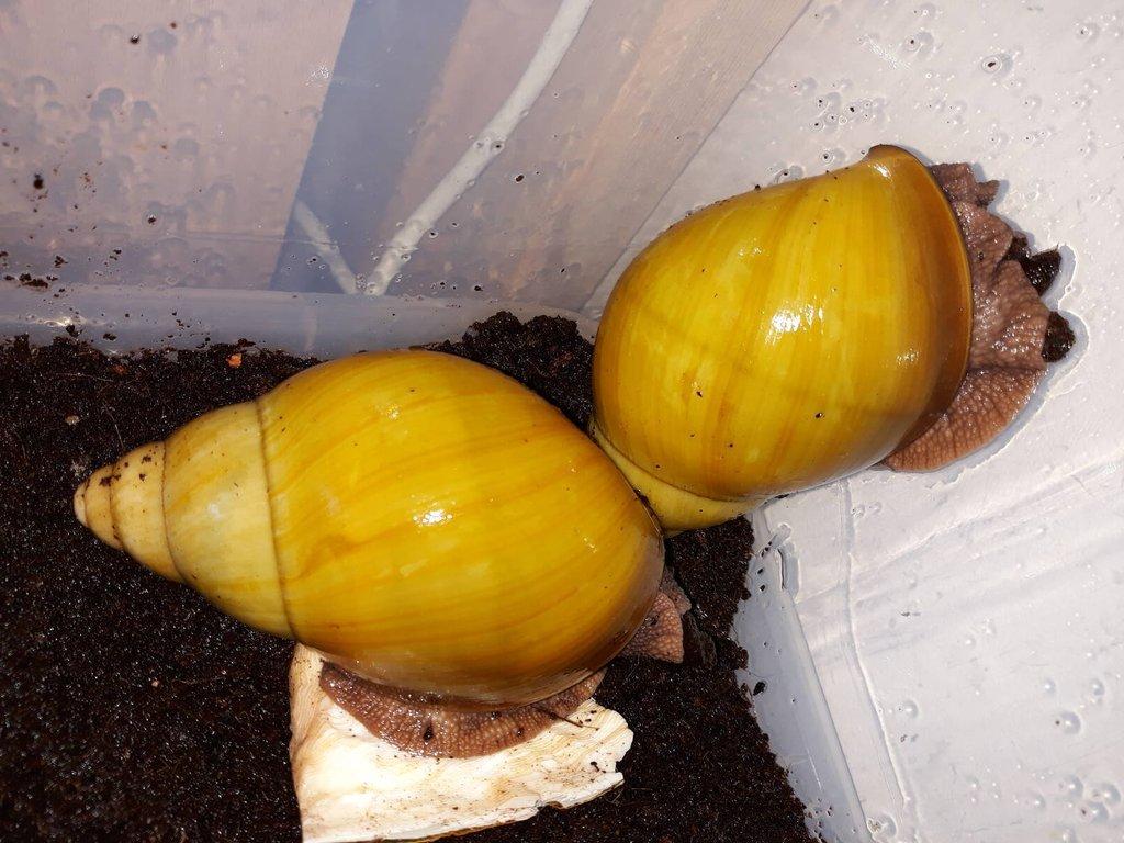 Archachatina marginata icterica