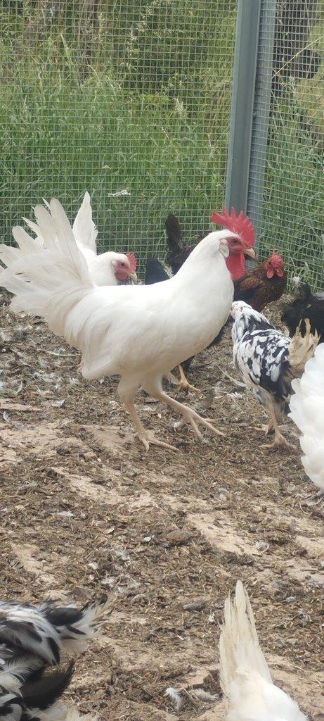 Leghorn