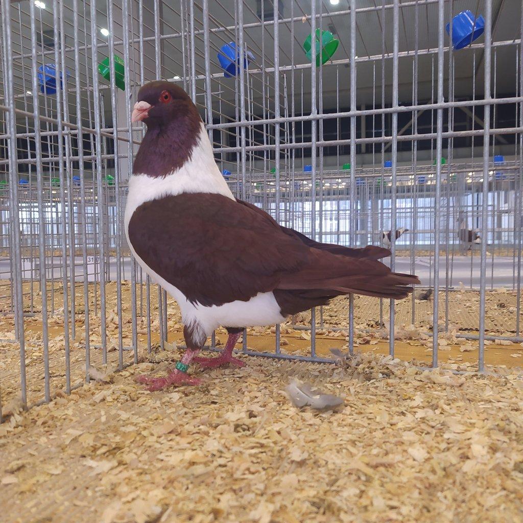 Moravský pštros červený