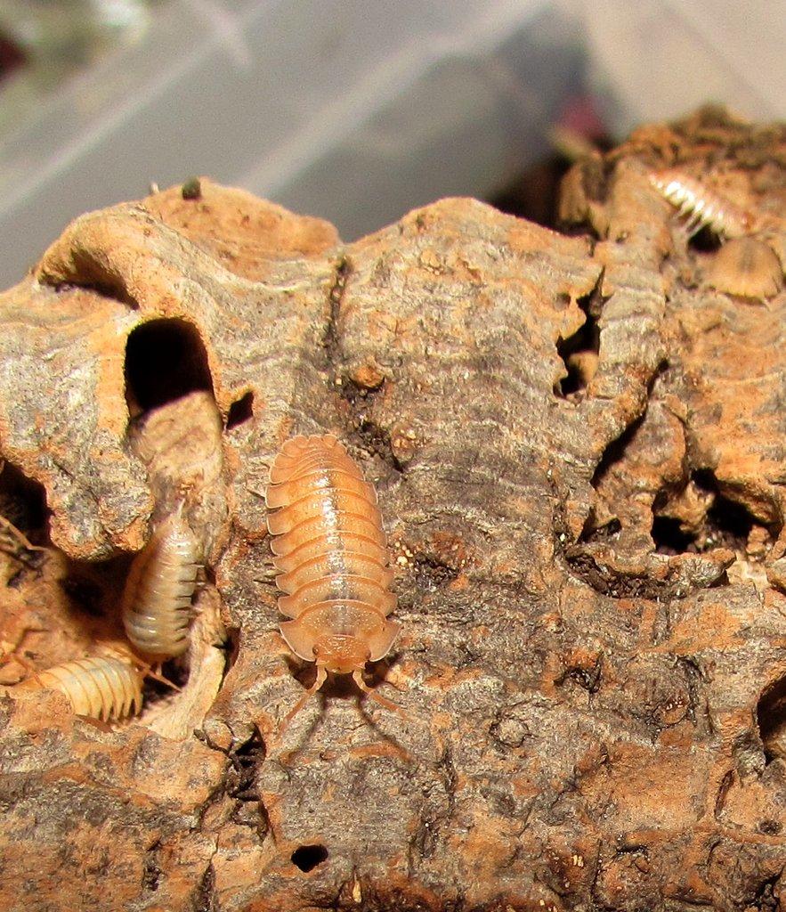 Isopody vhodné do terárií,ke krmení i hobby,chvostoskoci bílí i barevní