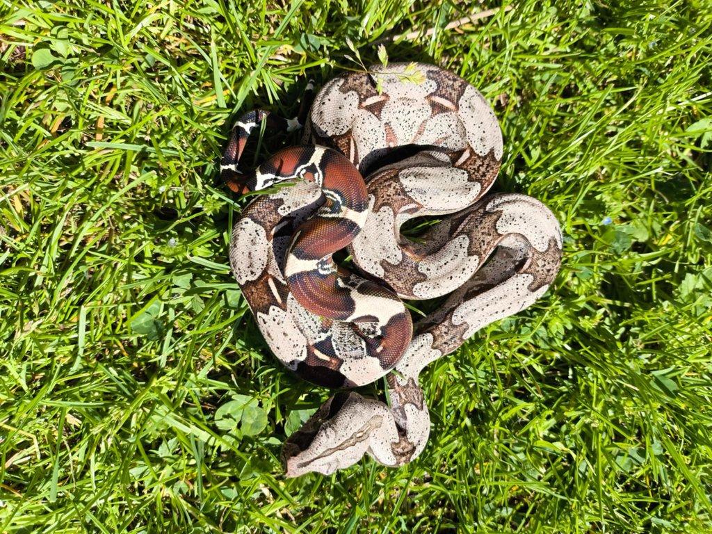 Boa constrictor Guyana NZ2024