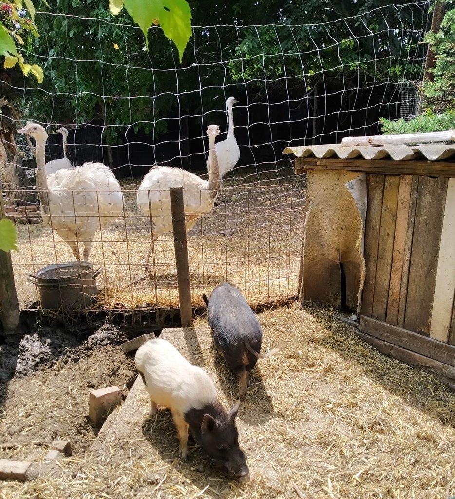 Nandu pampový bílá forma / Rhea americana white