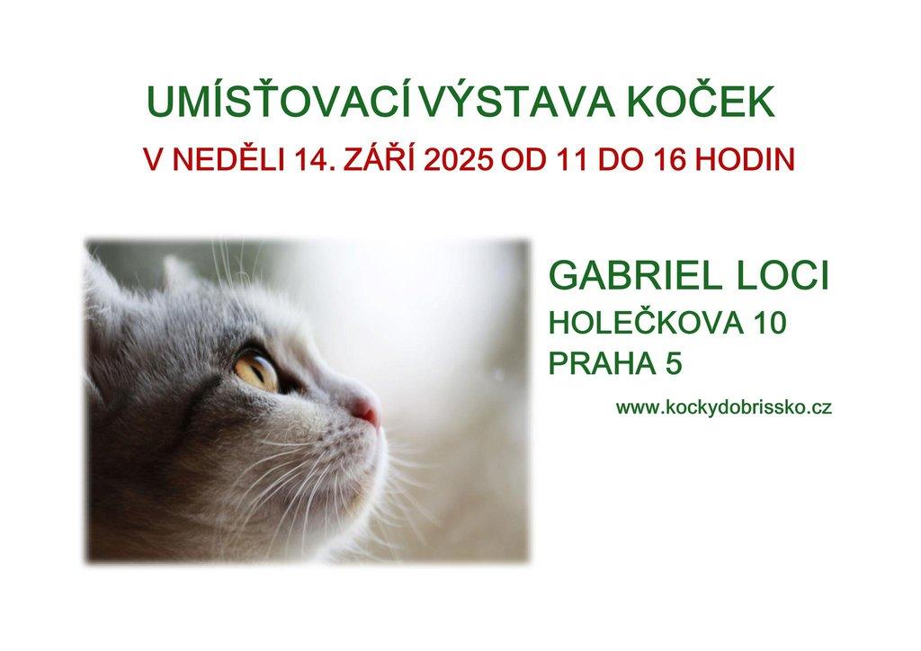Umísťovací výstava koček v objektu Gabriel Loci v Praze 5 Smíchov