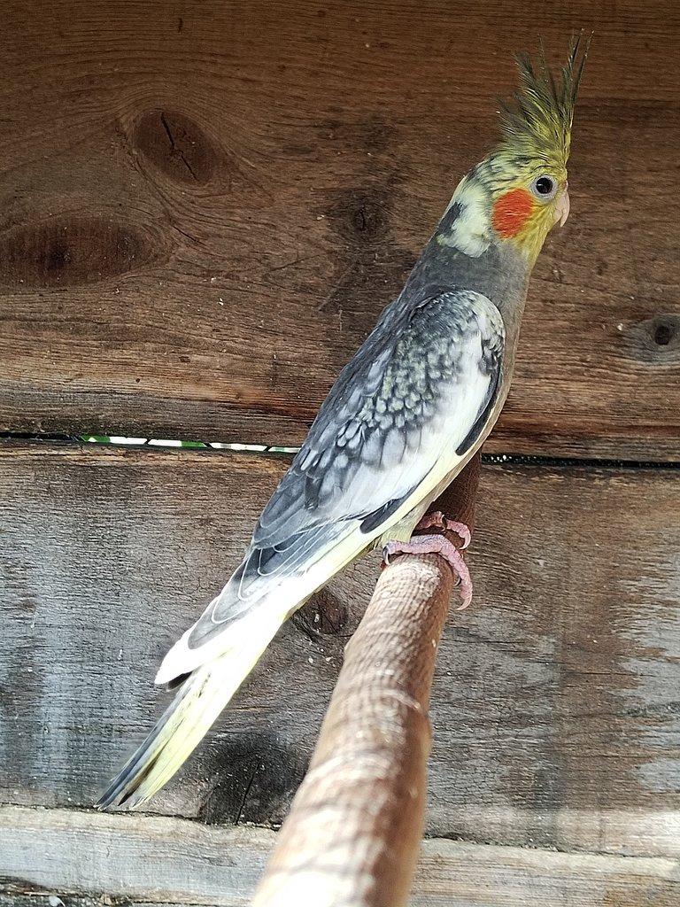 Přijímáme objednávky na dokrmené domácí mazlíčky viz foto