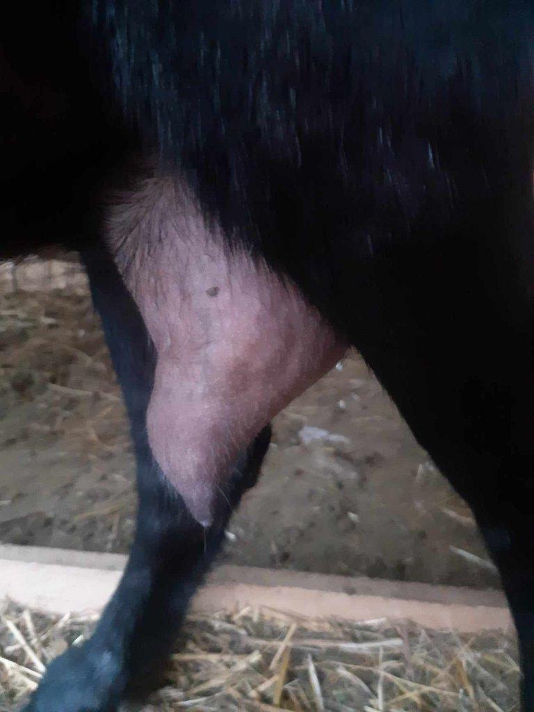 Anglonubijská koza podílová s POP