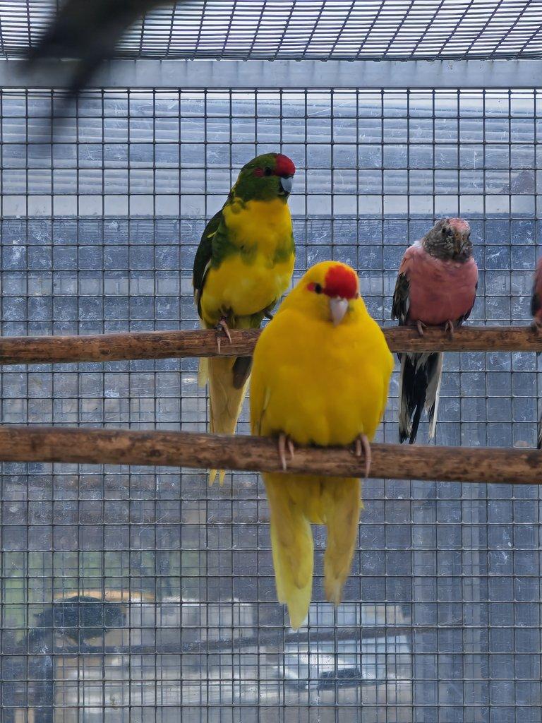 Kakariki rudočelý pár