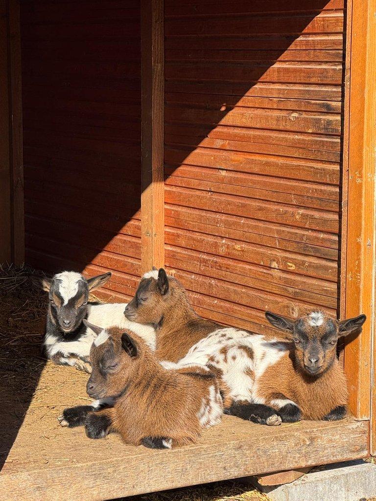 Rezervace zakrslých holandských koz