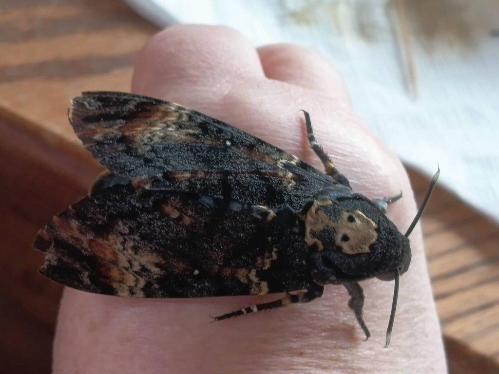 Acherontia Atropos : velké housenky