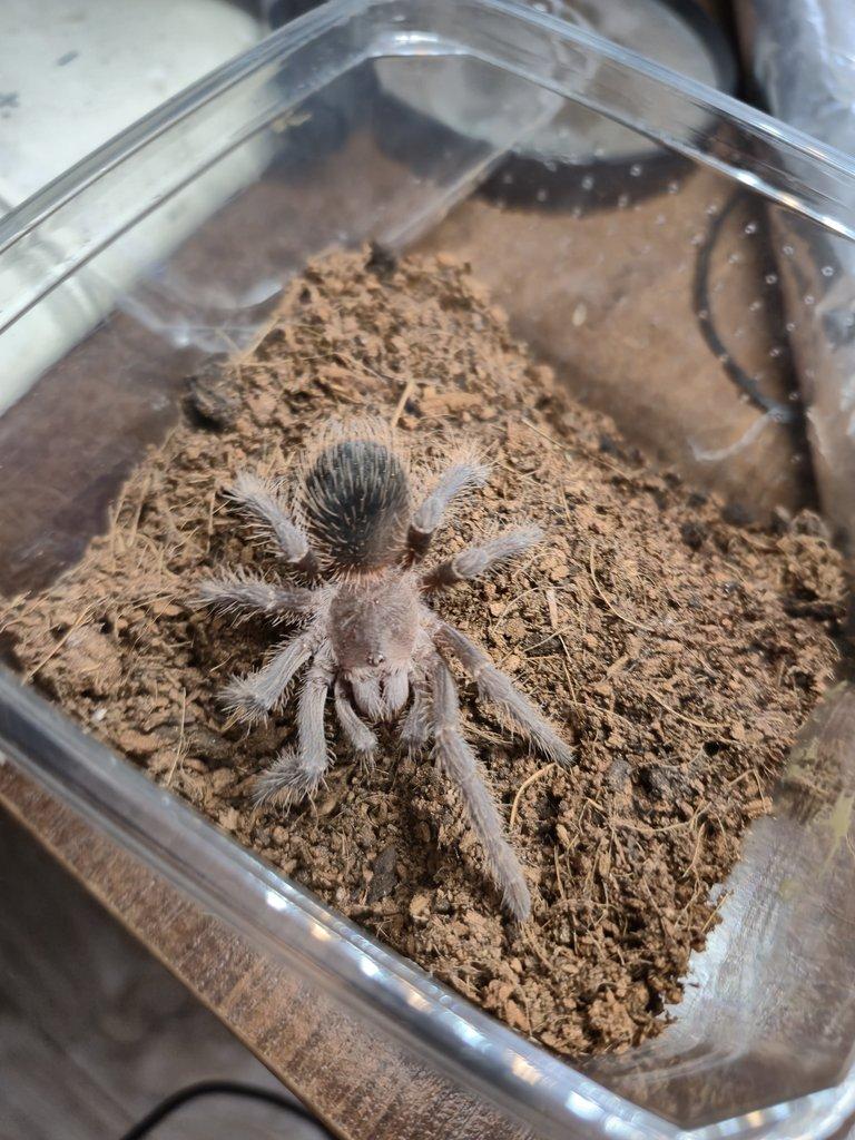 Nabízím chov sklípkanů