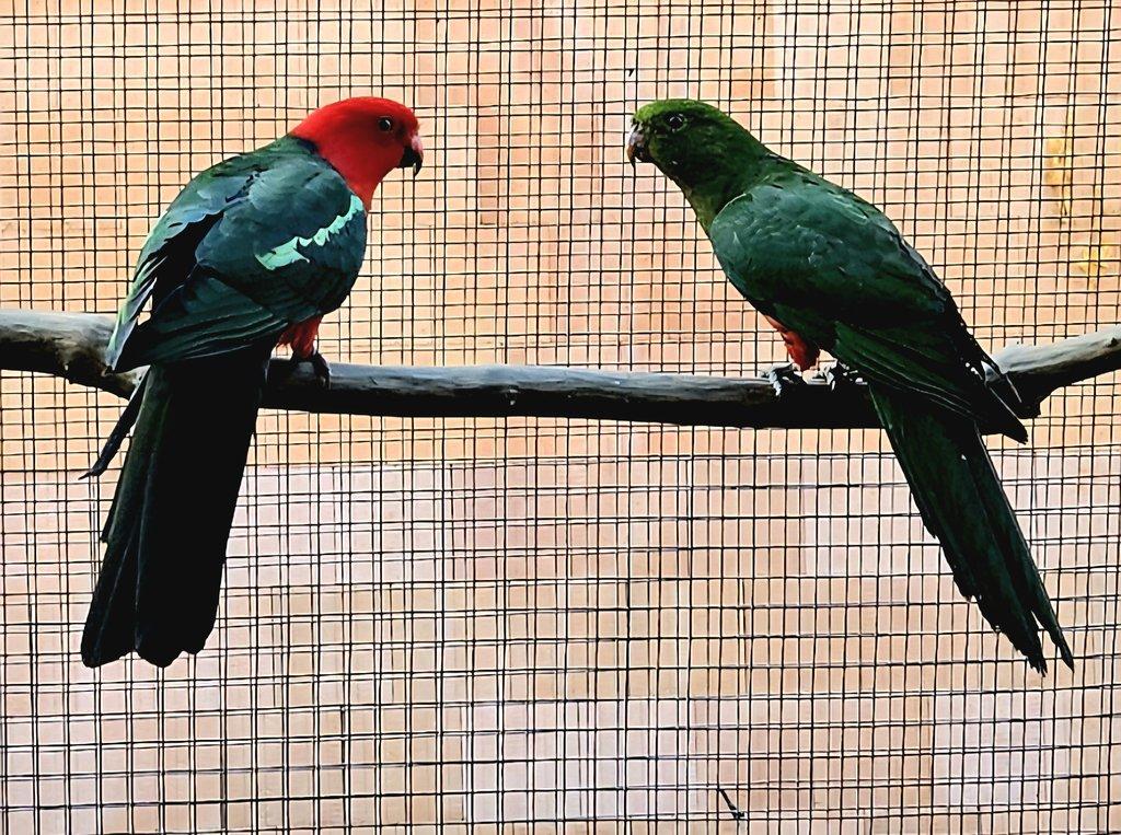 Papoušek královský