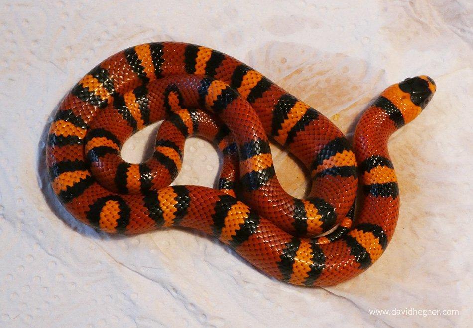 0,1 Lampropeltis triangulum hondurensis
