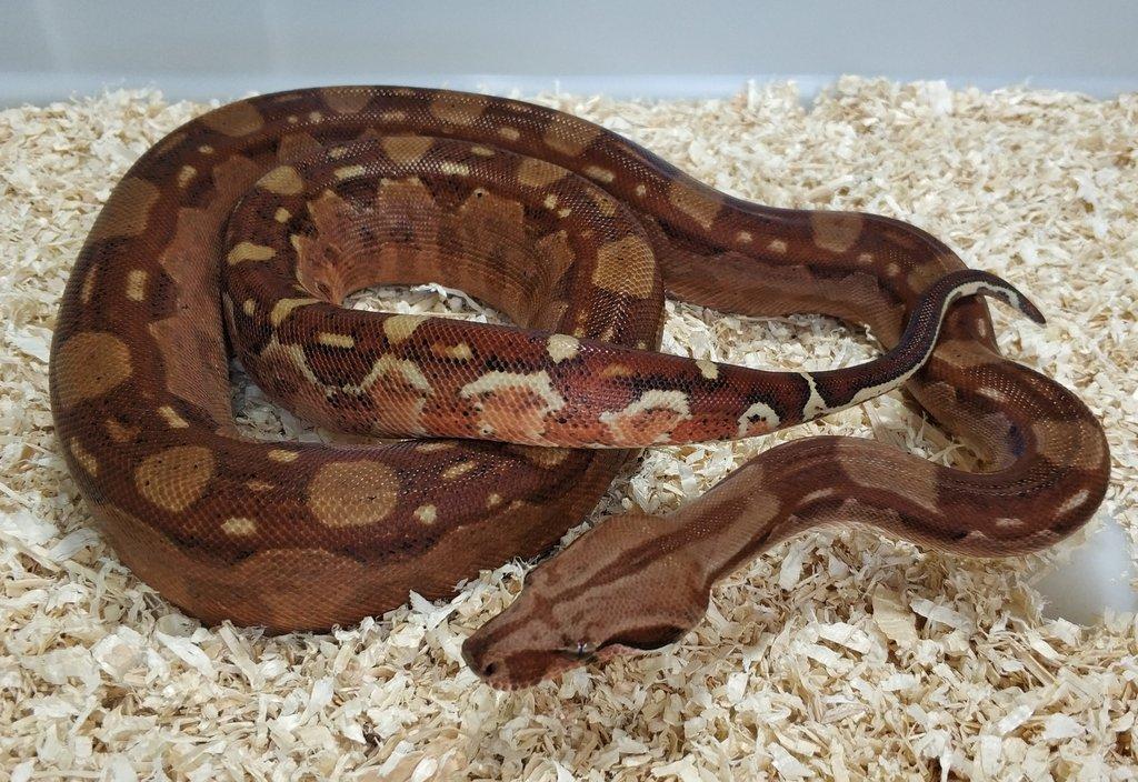 Boa imperator - Hypo Aztec Red Pastel het Sharp Albino