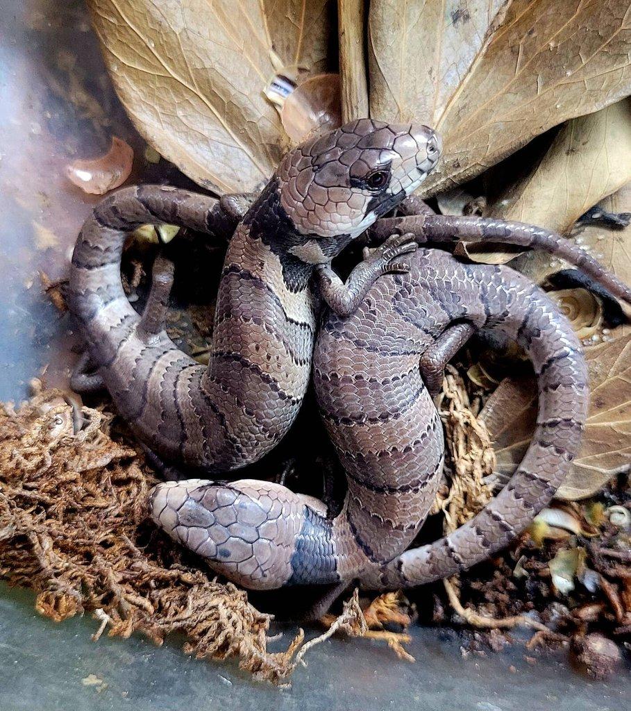 Hemisphaeriodon gerrardii