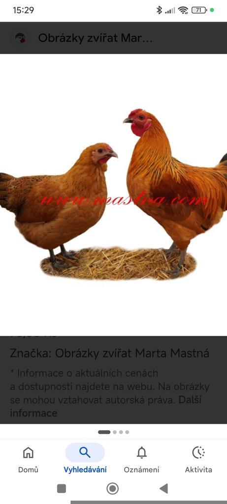 Koupím nasadove vejce Šumavanek