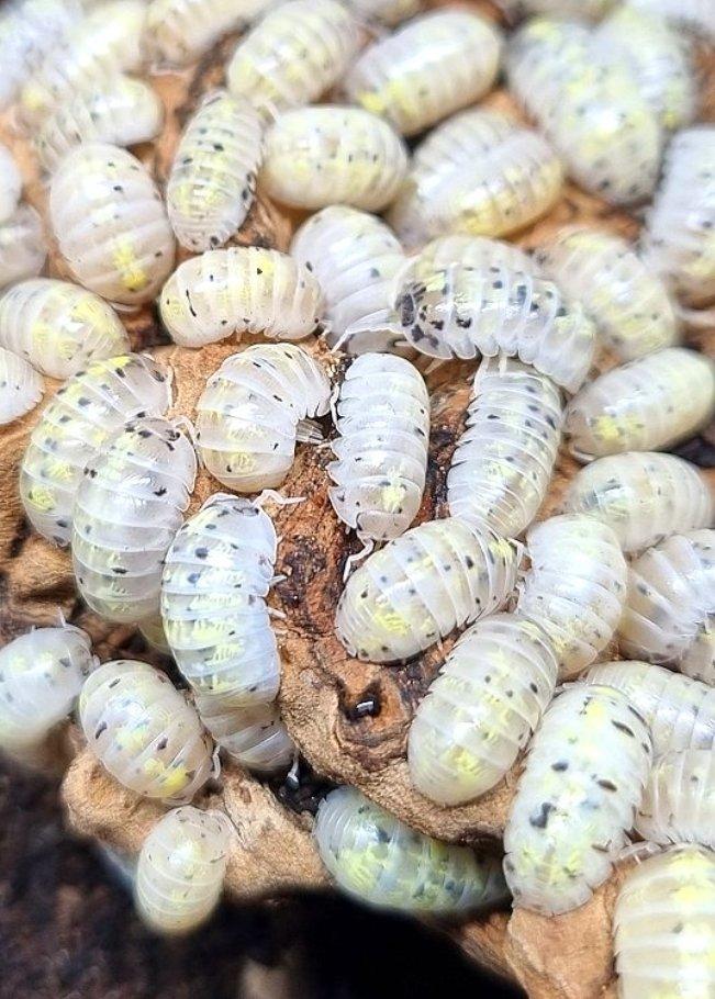 Isopody, stínky, svinky