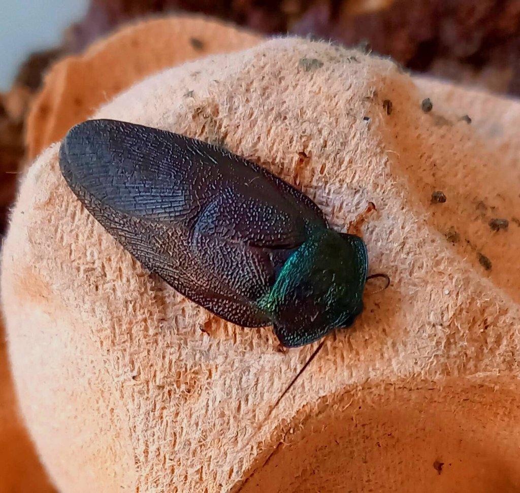 Corydidarum magnifica