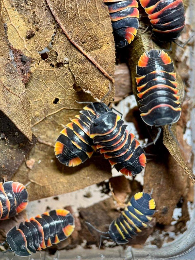 Ardentiella amber bee
