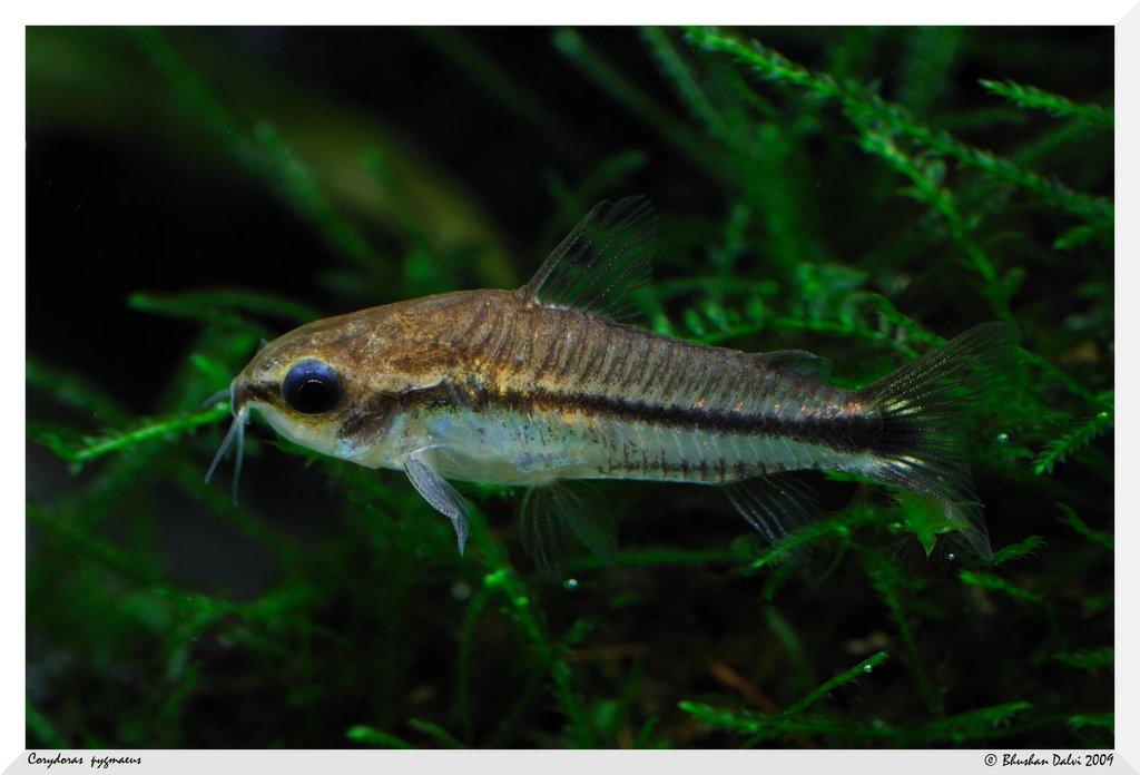 Pancéřníček malý