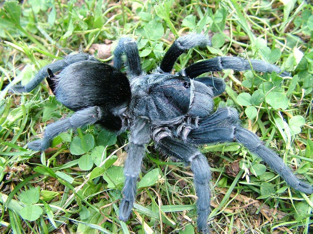 Grammostola pulchra