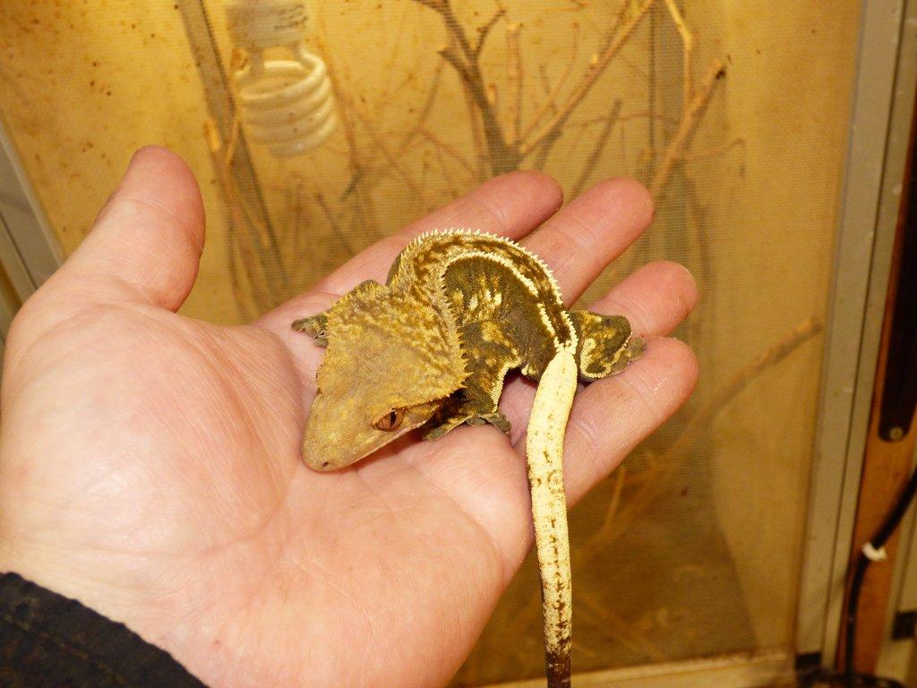 Pagekon řasnatý (Coreolophus ciliatus)