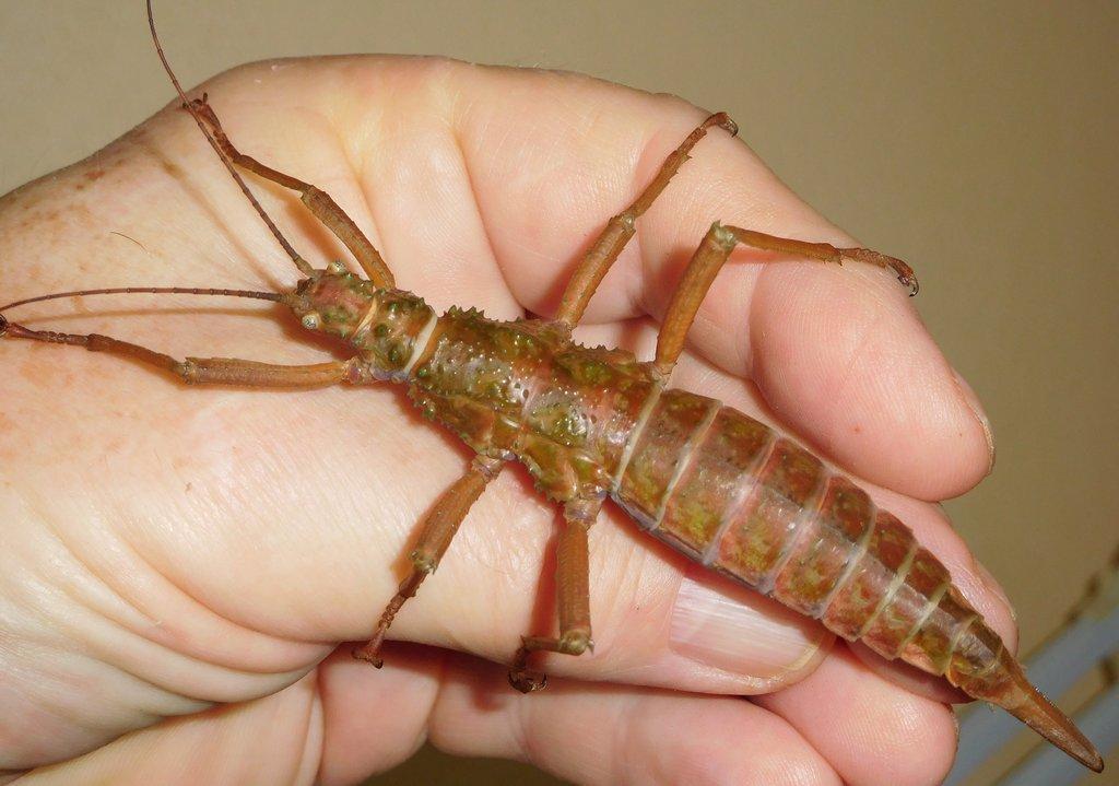 Strašilka Mearnsiana bullosa