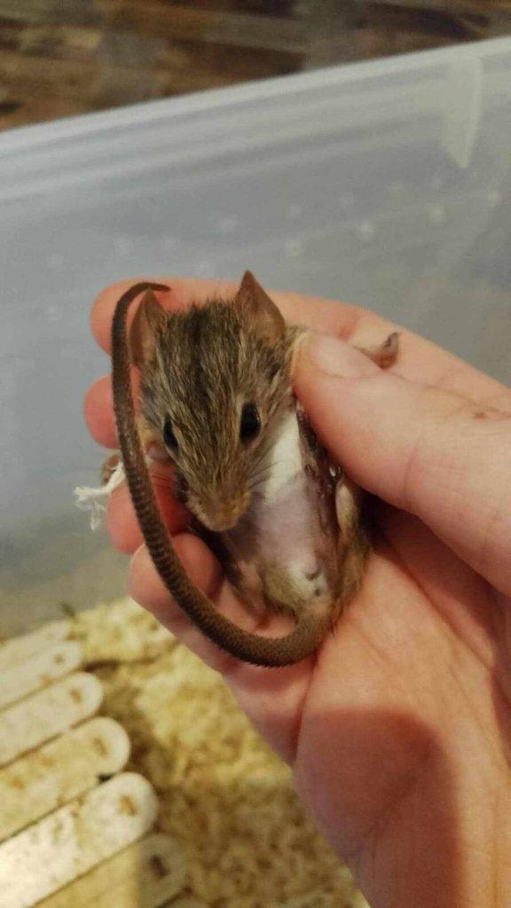 Myš zebrovaná (Lemniscomys barbarus)