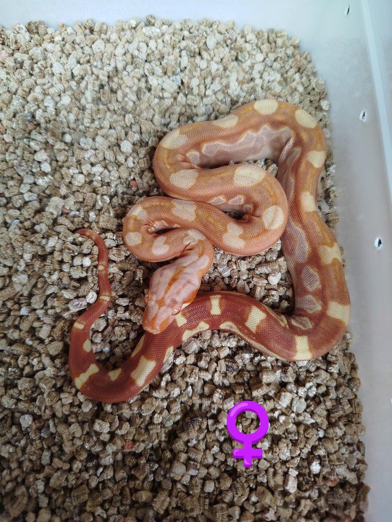 Boa Constrictor INCA