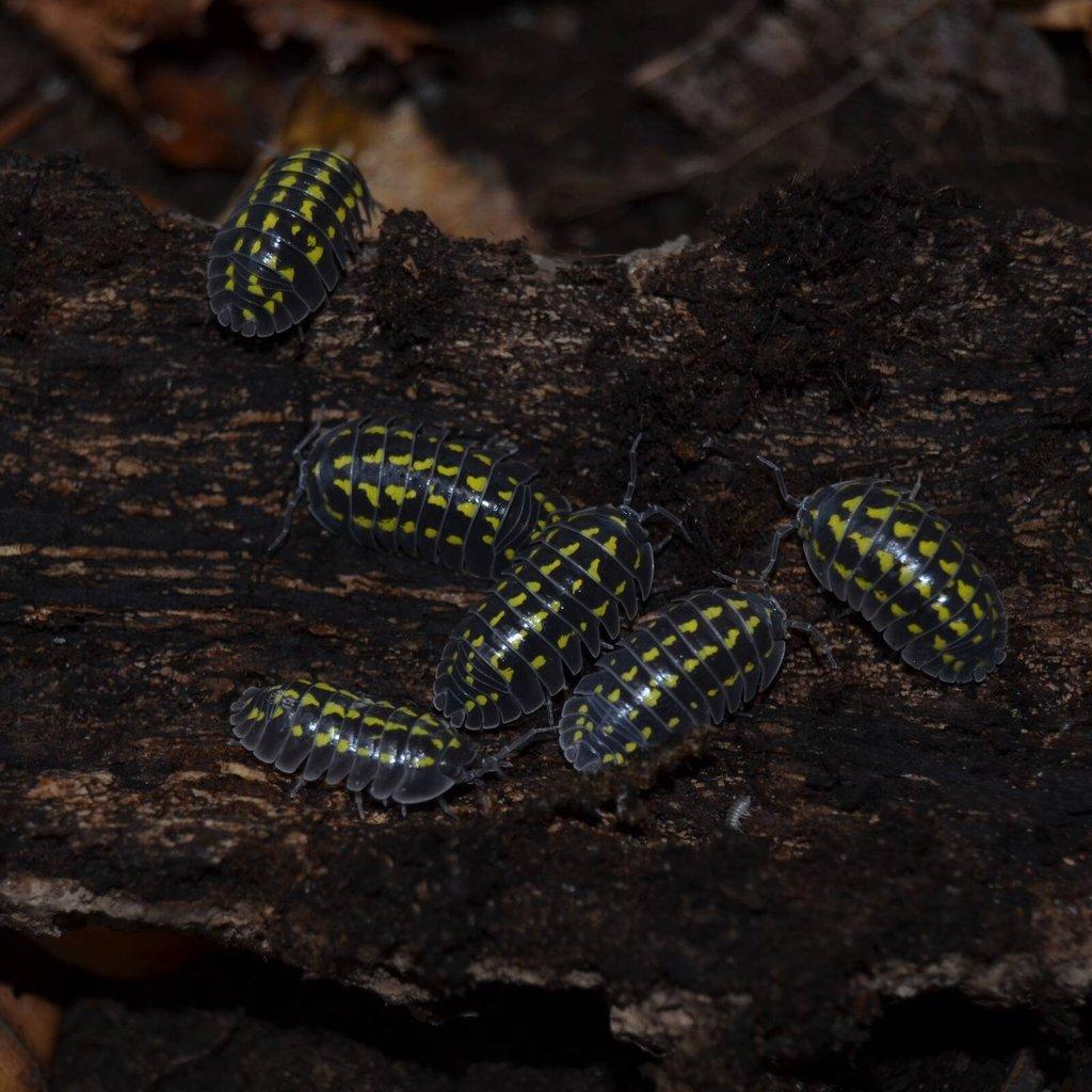 ISOPODY·STÍNKY - Fauna trhy Ostrava 15.2.