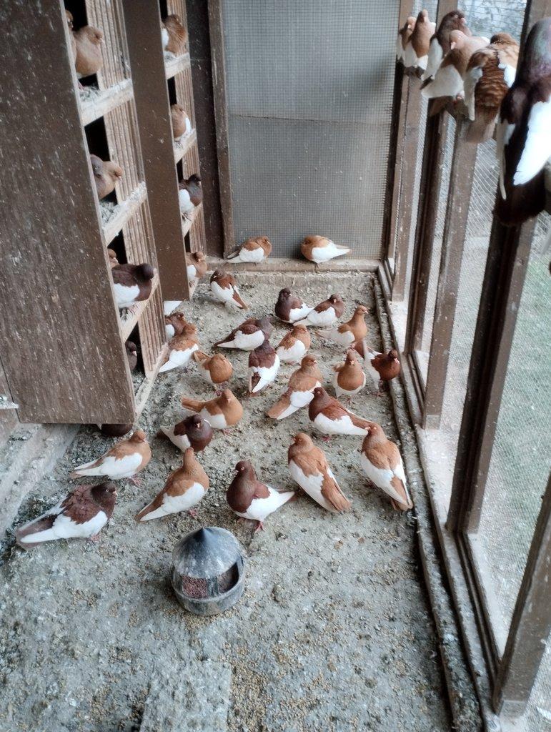 Prodám Rejdice straka