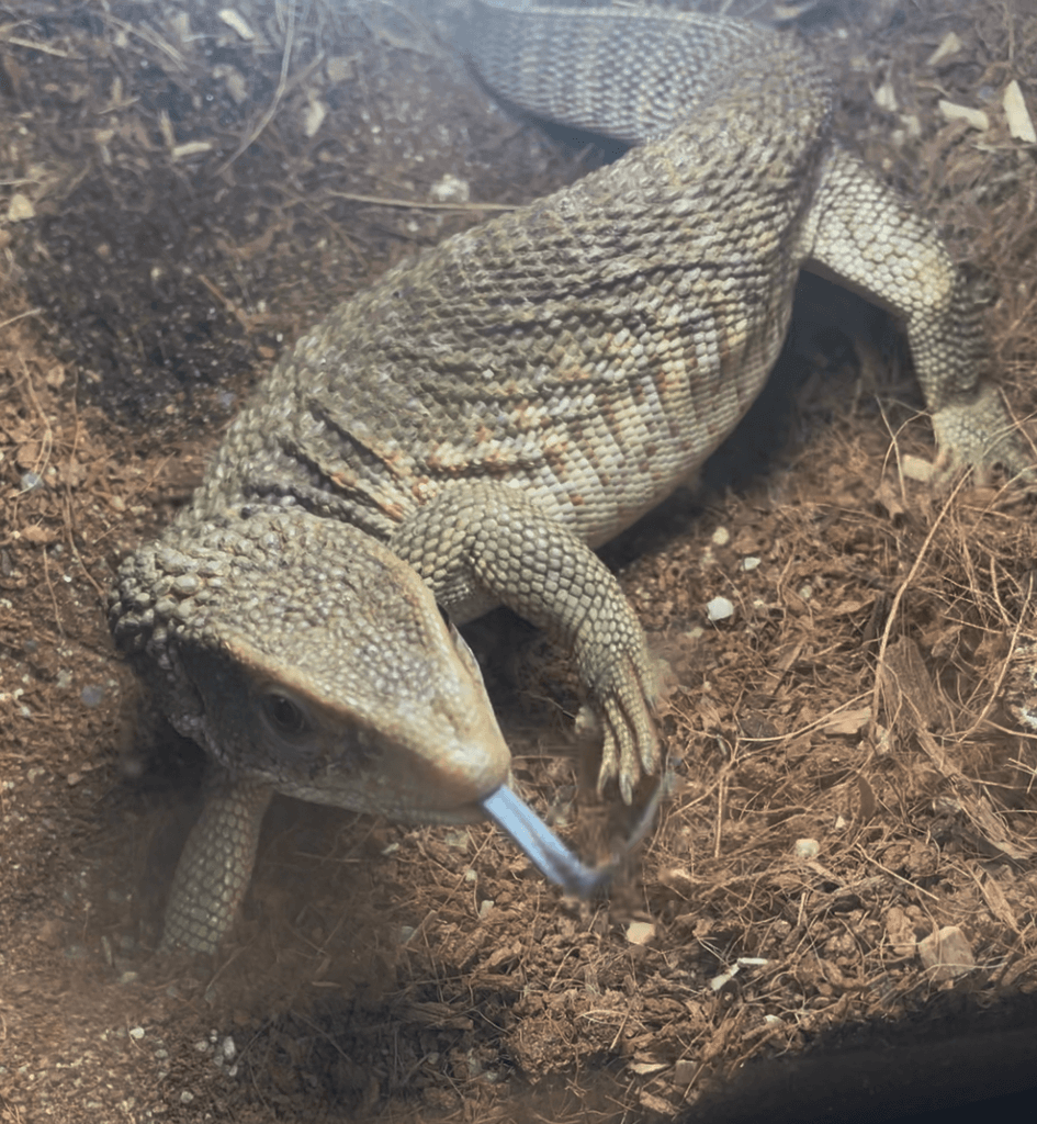 Prodám varana Stepního