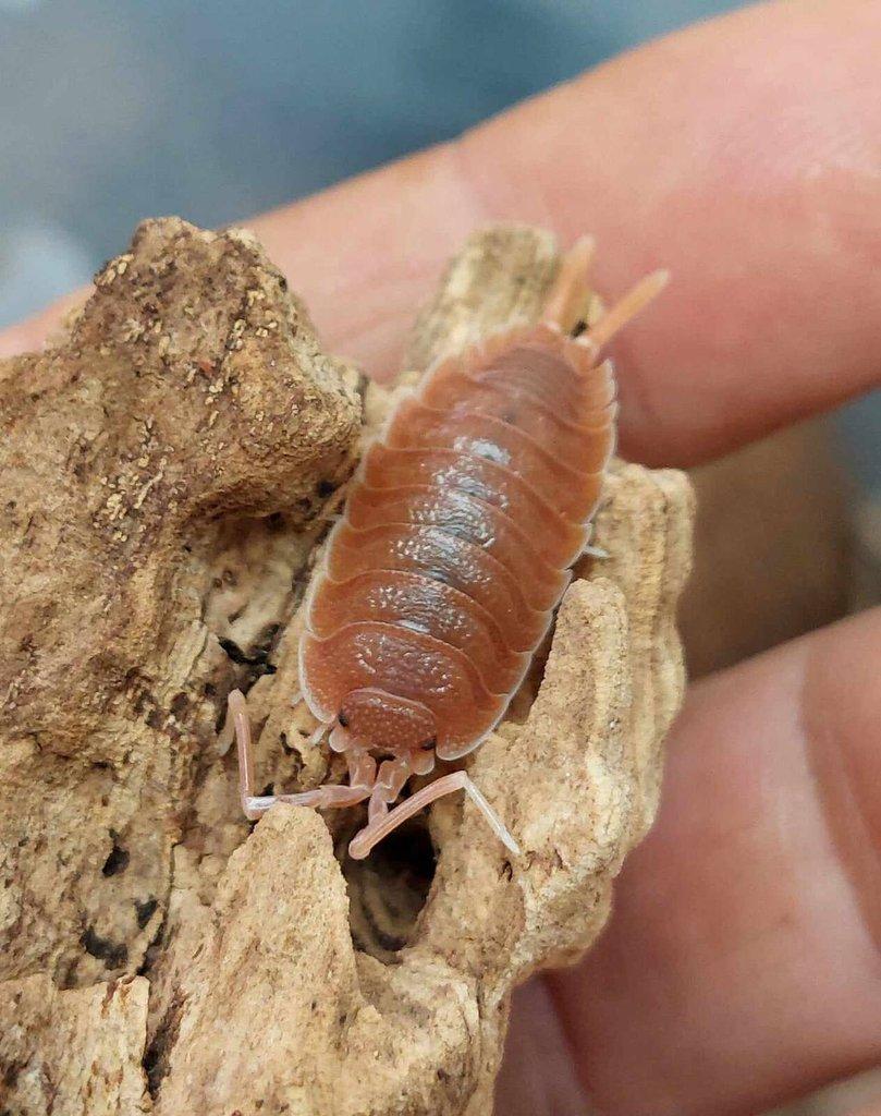 ISOPODA - Hobby druhy - aktualizovaný seznam