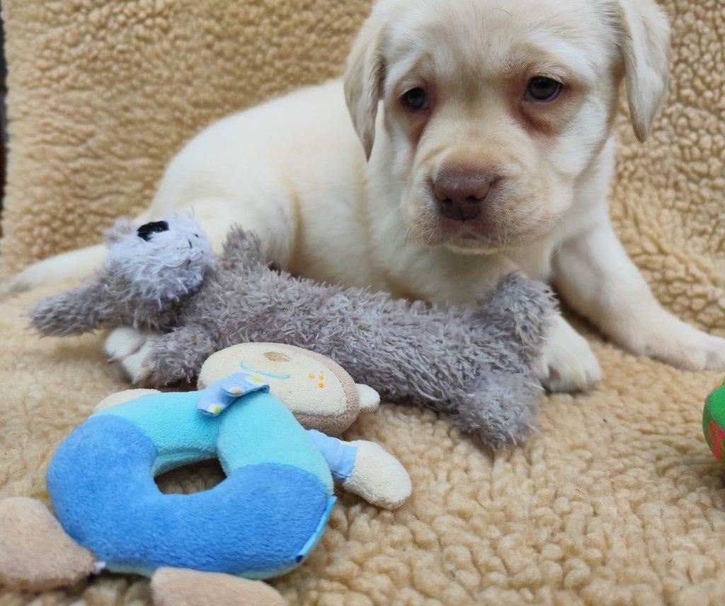 Nabídka štěněte labradorského retrievera