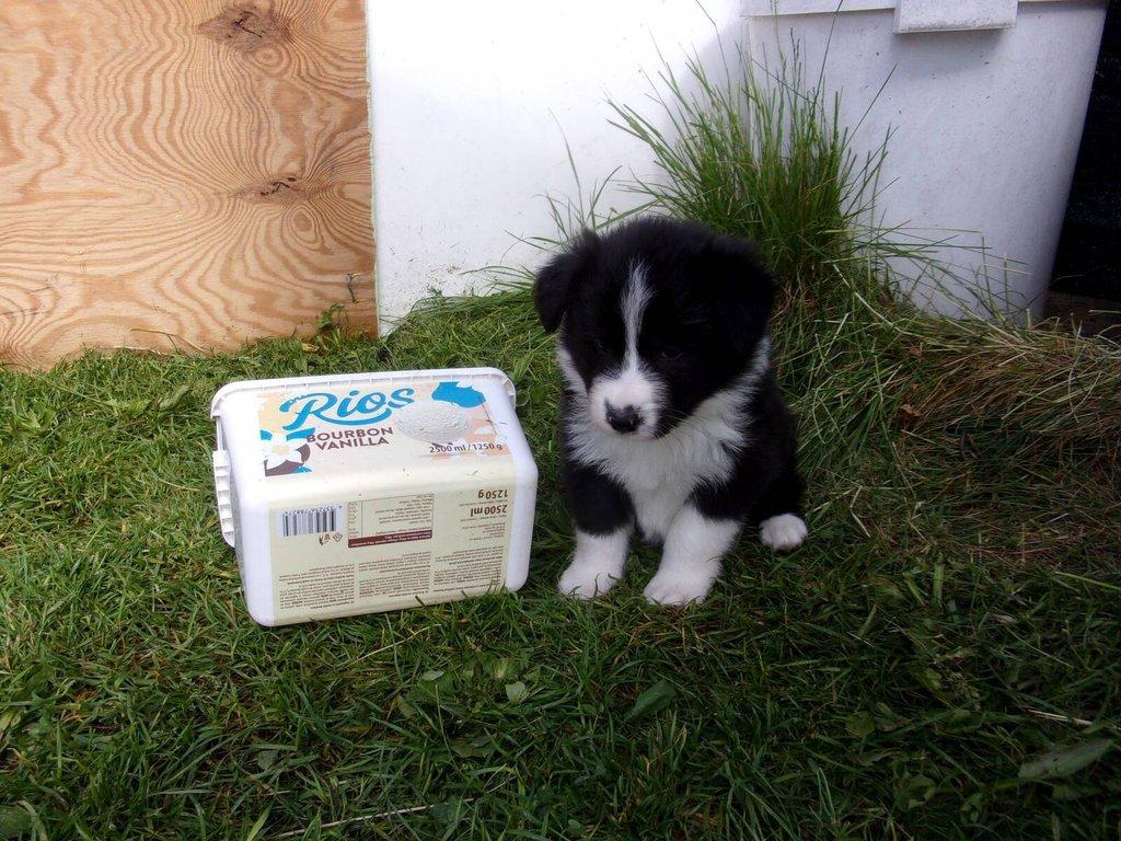 Border kolie /  collie štěňata s PP (FCI)