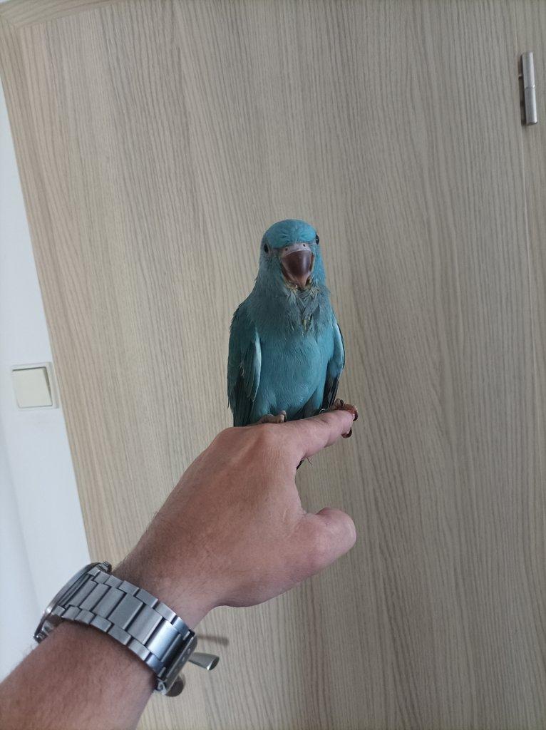 Alexandr malý - modrý opalín