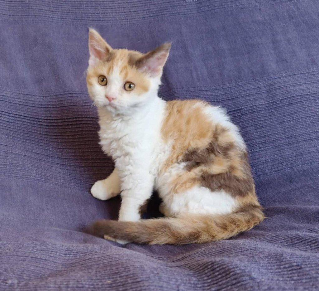 Selkirk Rex