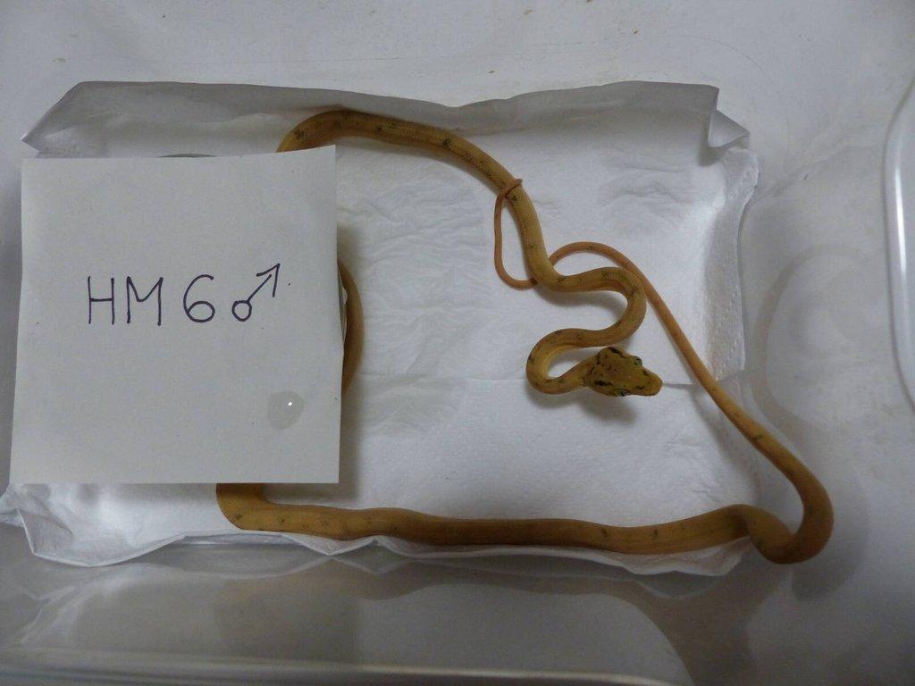 Psohlavec orinocký (Corallus hortulanus)