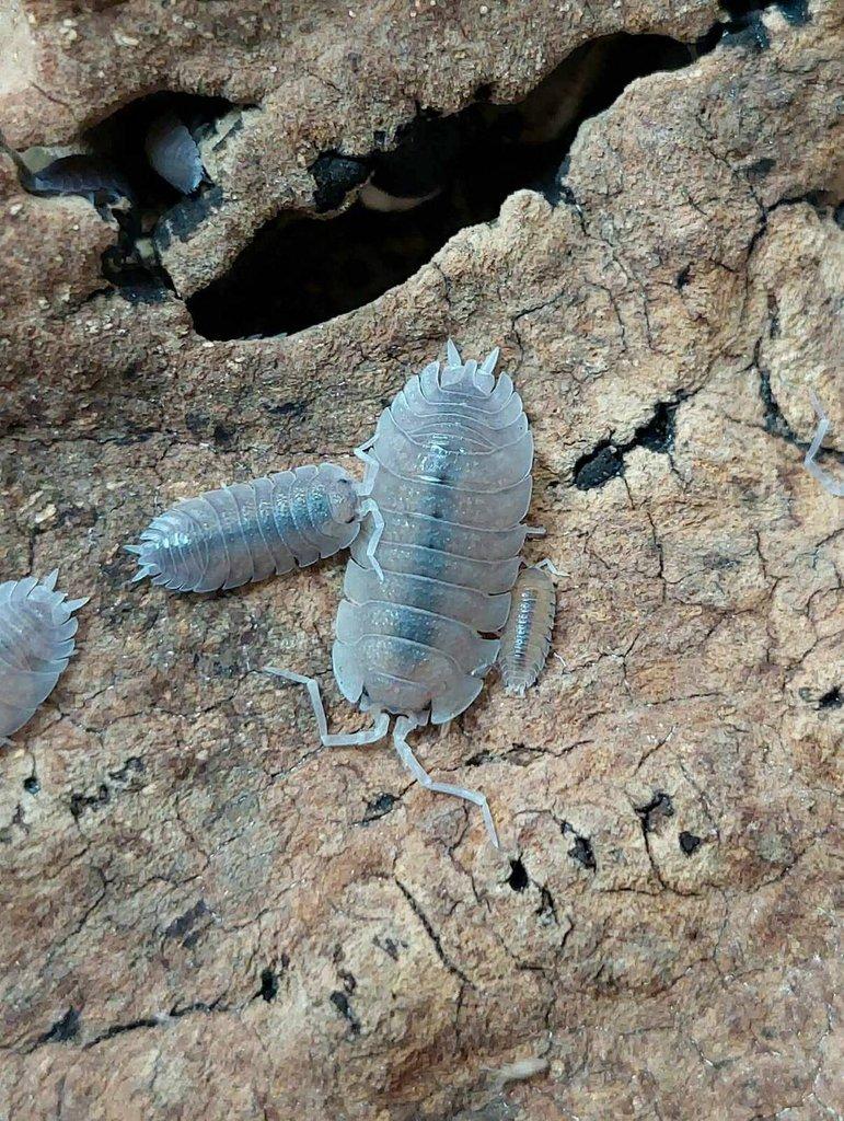 ISOPODA - Hobby druhy - aktualizovaný seznam