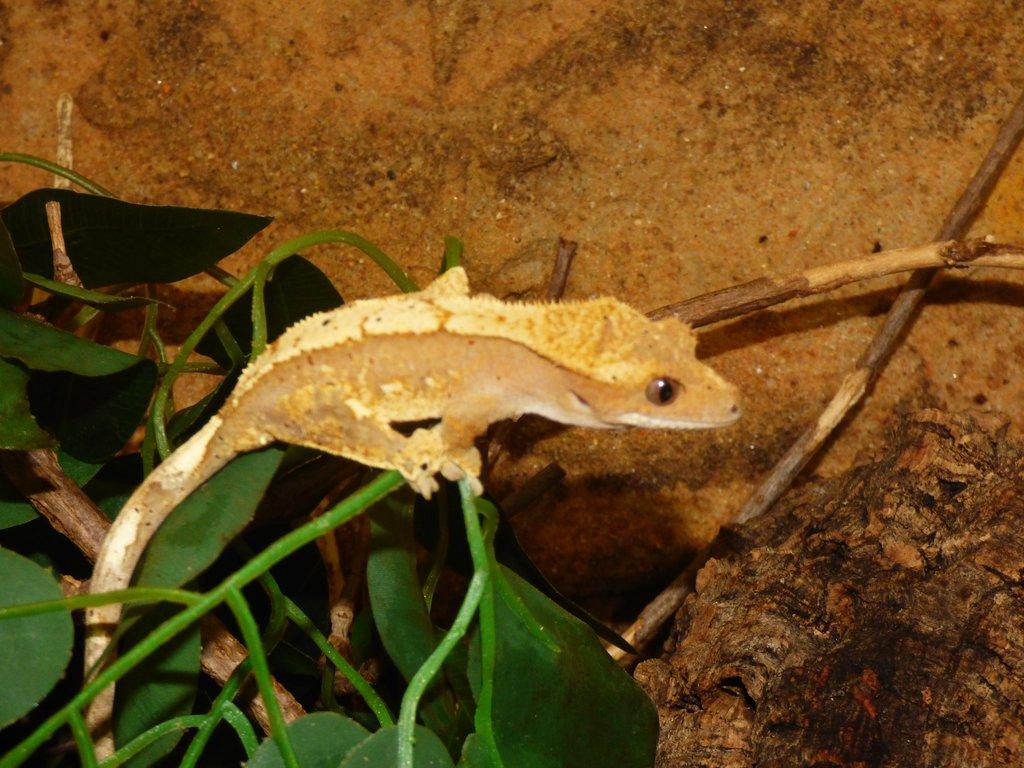 Pagekon řasnatý (Coreolophus ciliatus)