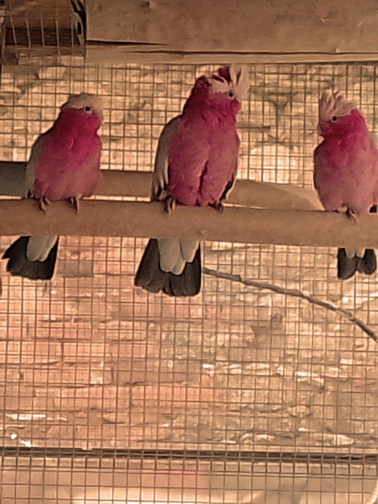 Prodám samičku Kakadu růžový 2023.